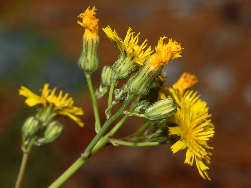 Pilosella piloselloides (=Hieracium piloselloides) / Sparviere fiorentino